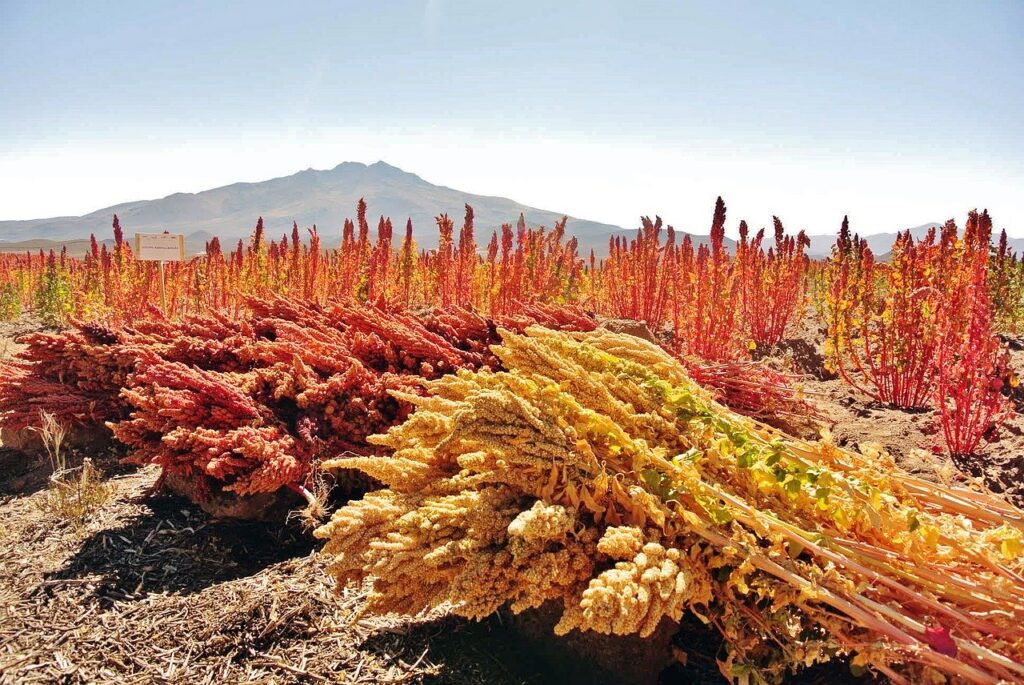 La quinoa se cultiva primordialmente en la región Andina de Sudamérica.